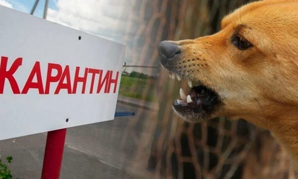 В с. Ургала Белокатайского района установлен карантин по бешенству животных