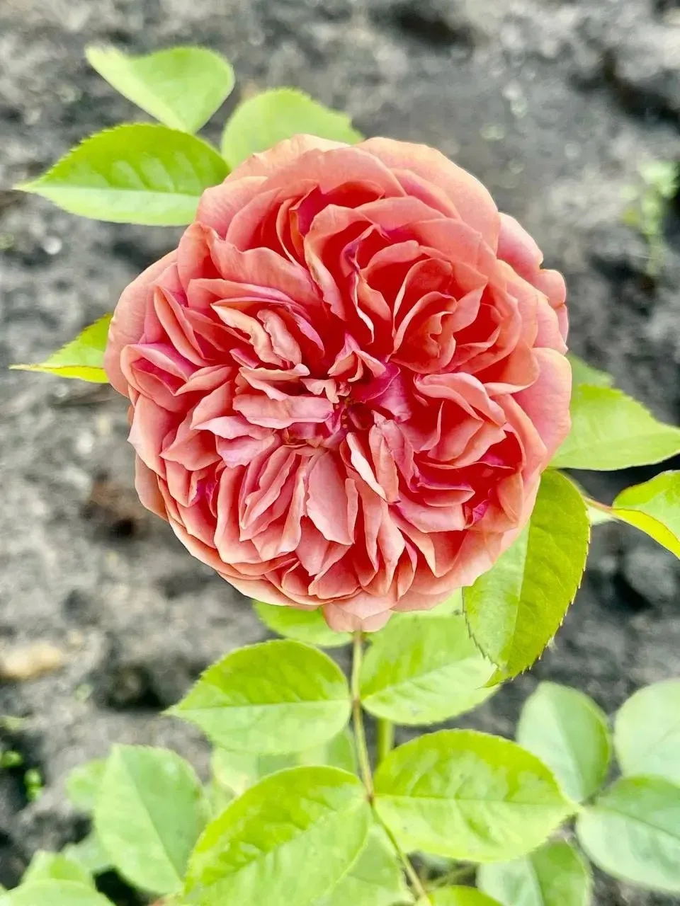 Розы на улице Ленина. 🌹