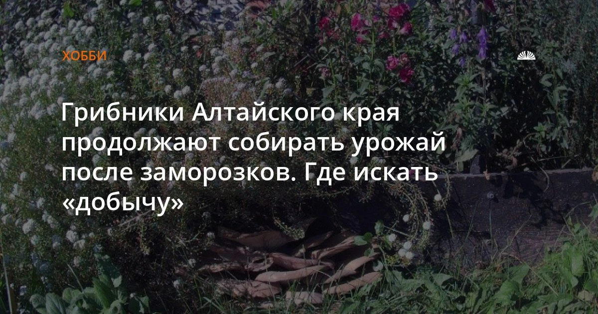 Грибники Алтайского края продолжают собирать урожай после заморозков