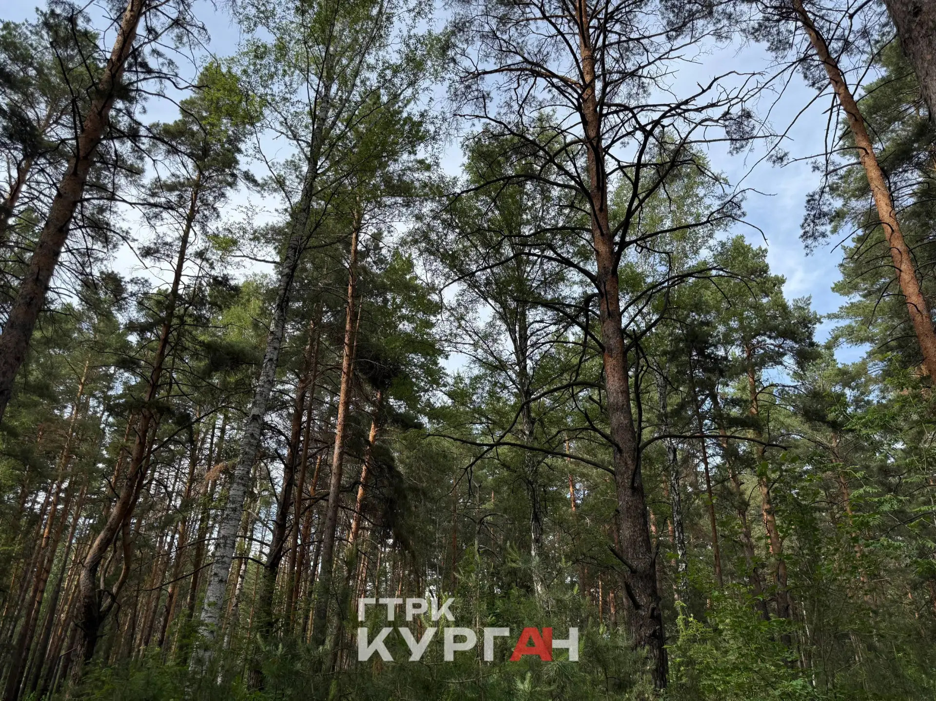 Запрет на посещение лесов в Кургане продлили до 13 июля