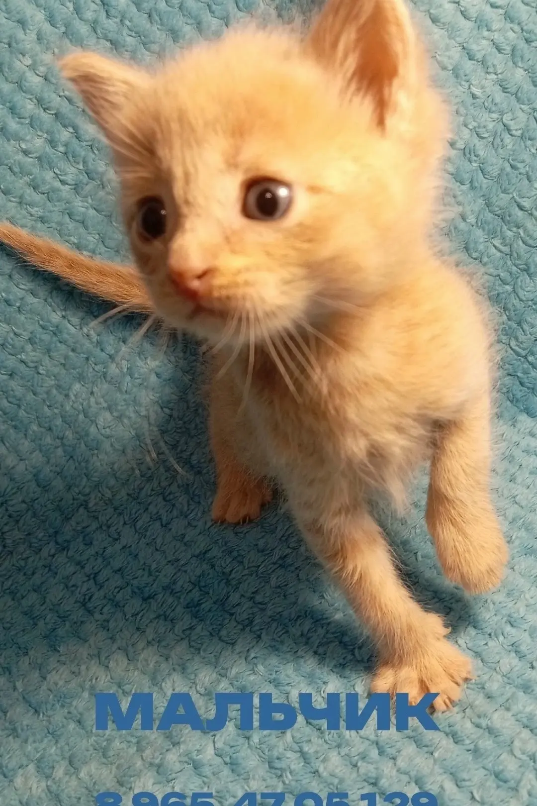 Великолепная семёрка ищет свои дома! Котята в самые хорошие руки.