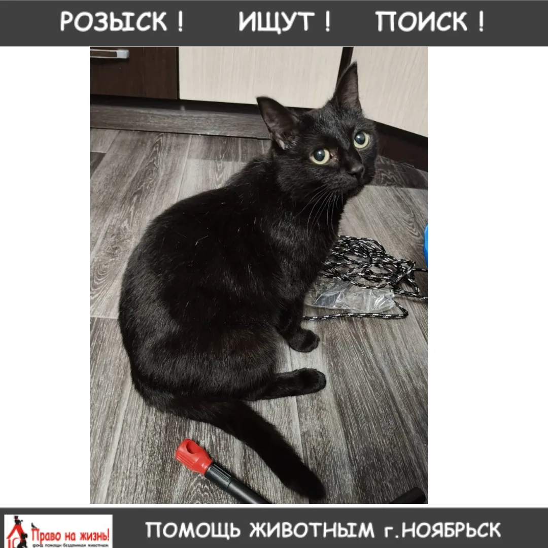 ❗️РОЗЫСК❗️Потерялась кошка 26 июля, чёрного цвета, домашняя, беременная, ухоженная, ласковая, в райо