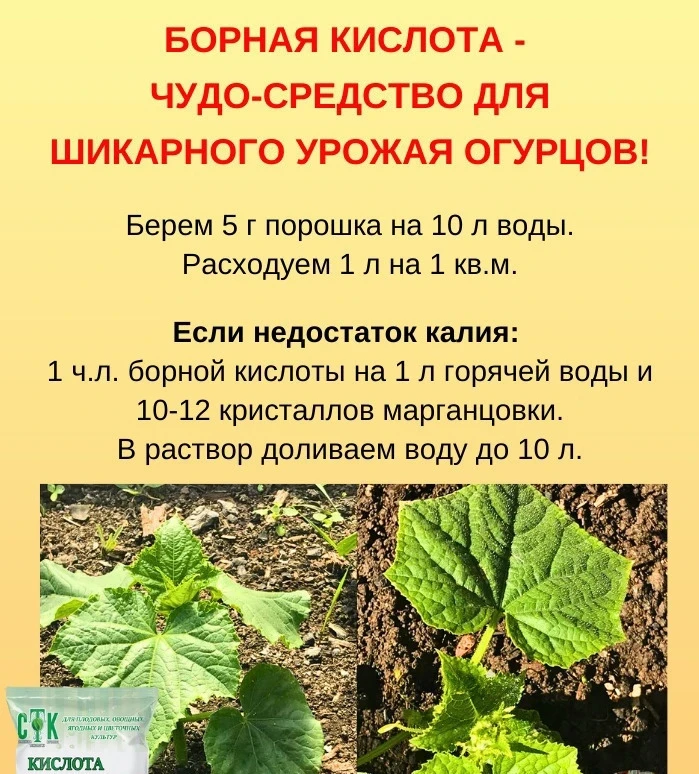 БОРНАЯ КИСЛОТА - ЧУДО-СРЕДСТВО ДЛЯ ШИКАРНОГО УРОЖАЯ ОГУРЦОВ!🥒🌱🌱