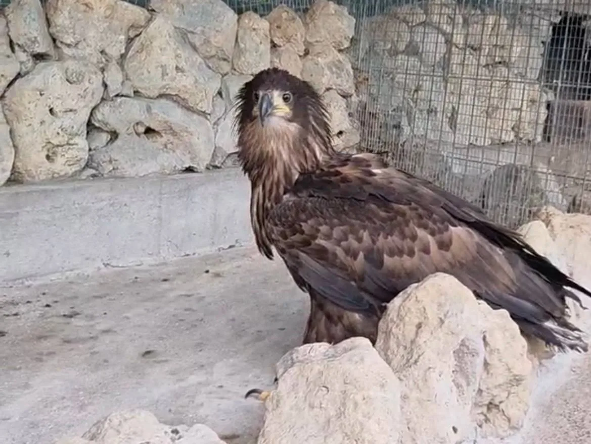 🦅 В Пятигорске изъяли краснокнижного орла