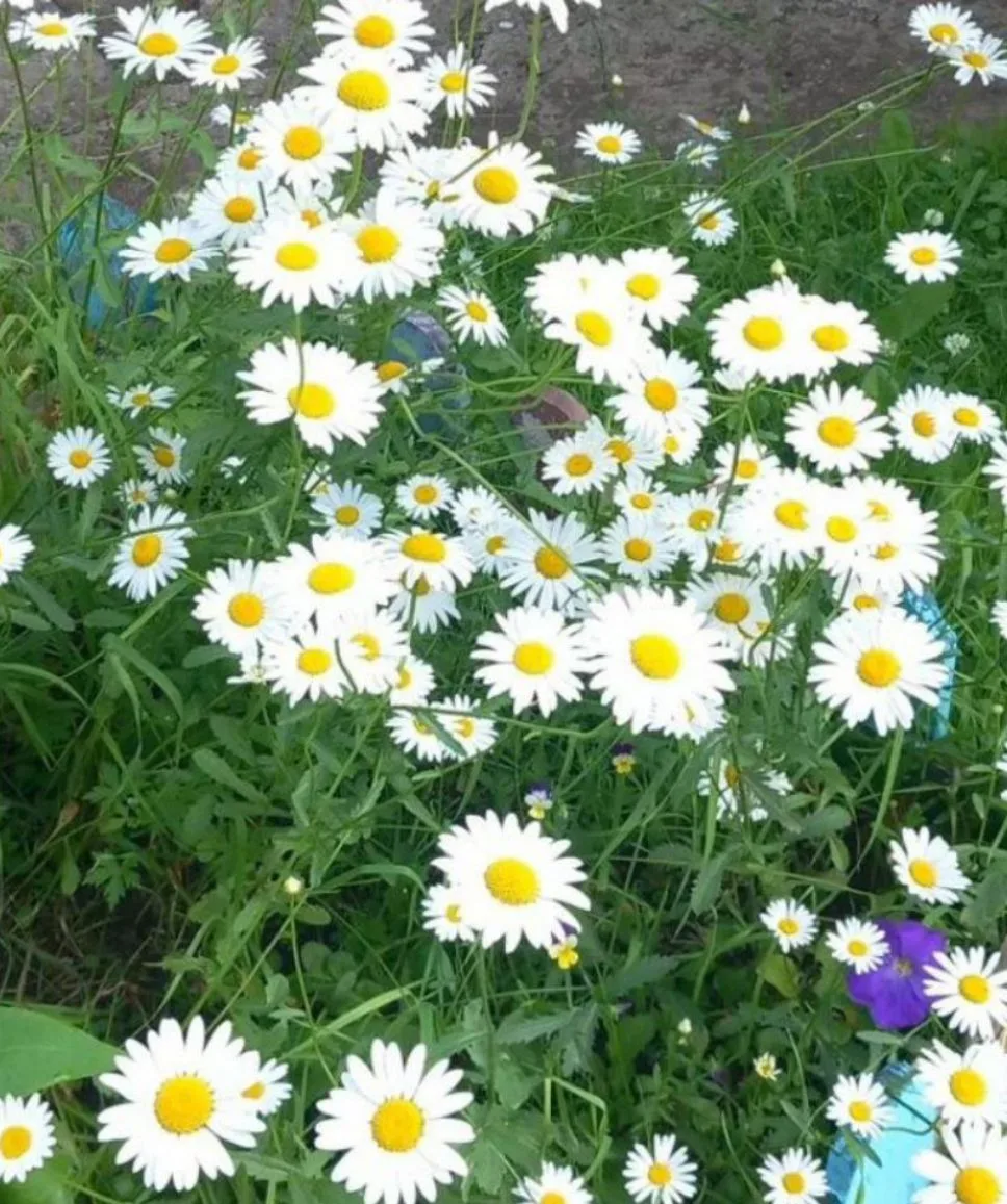 Всем доброе утро!
☀☀☀
Здесь ромашек – целое
Море – посмотри!
Лепесточки белые,
Солнышки внутри.

Ног