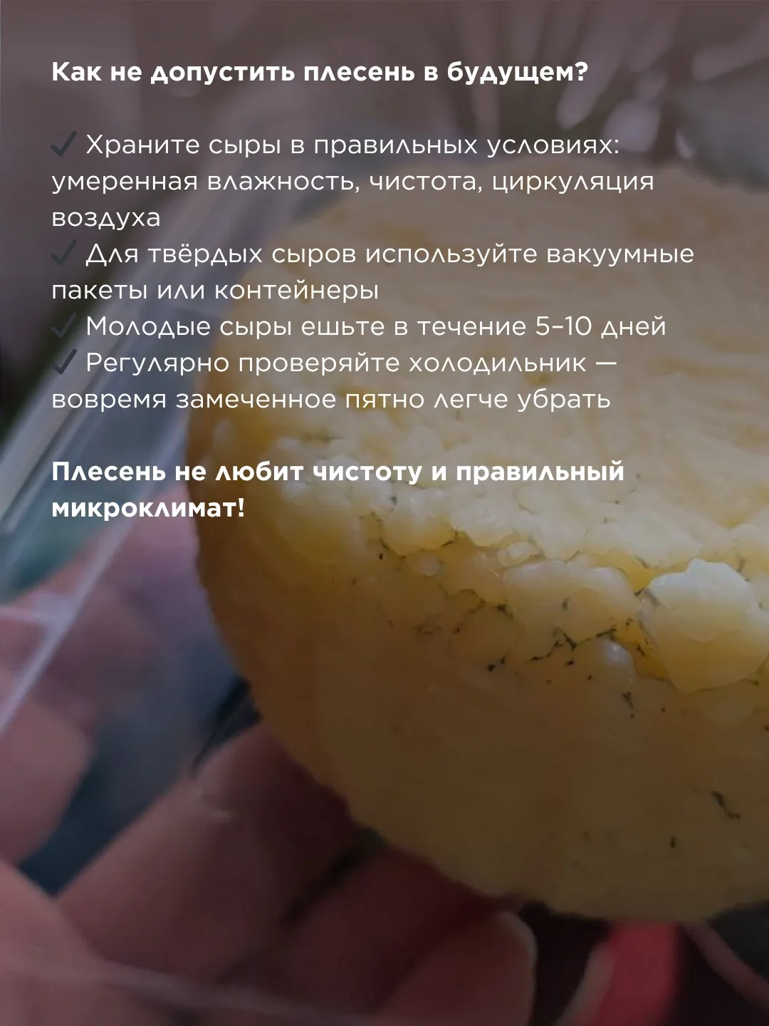 Сыр заплесневел в холодильнике: выбрасывать или можно спасти?   Каждый, кто хранит сыр дома, рано ил