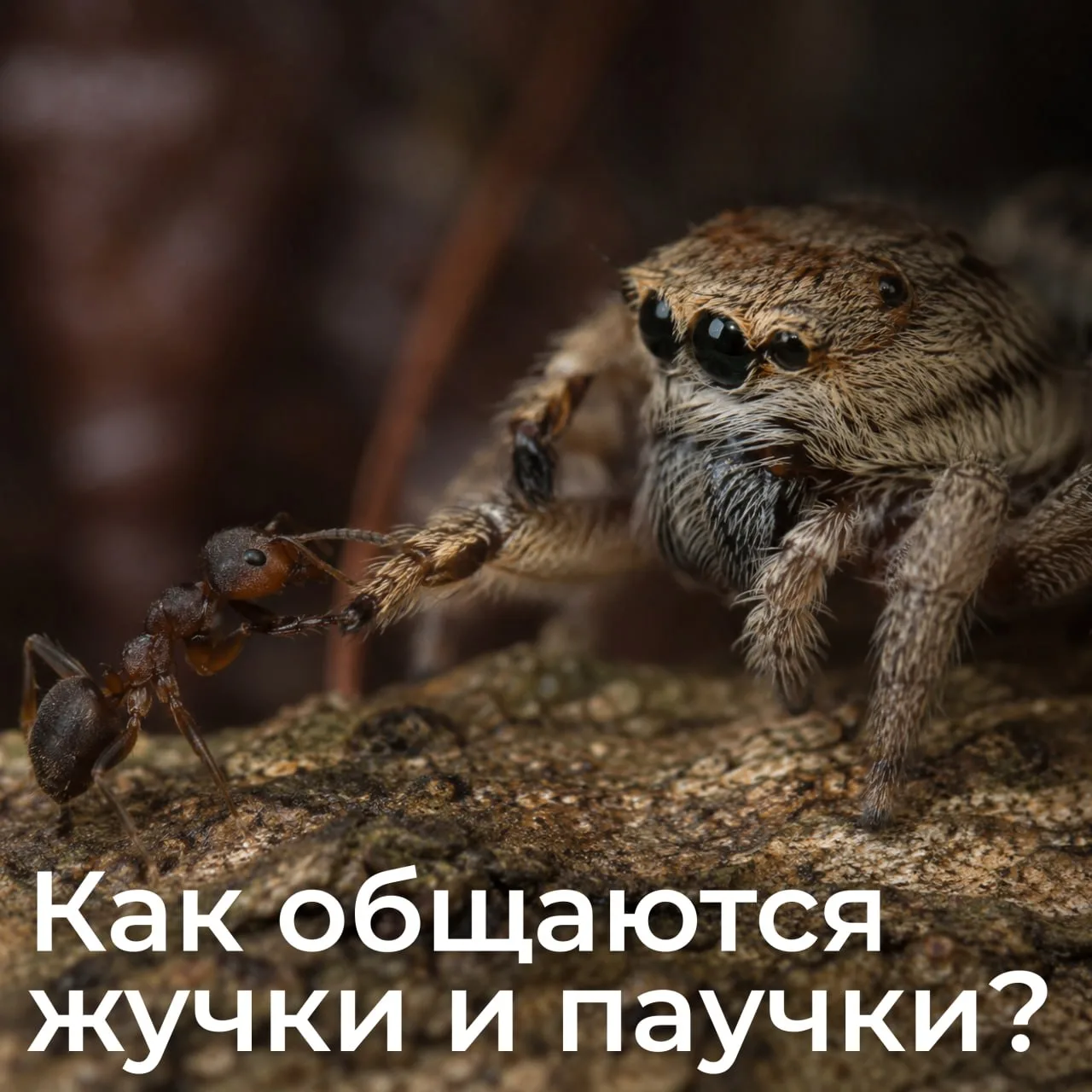 Животные говорят на языке выгоды

В природе сотрудничество возникает тогда, когда оно приносит польз