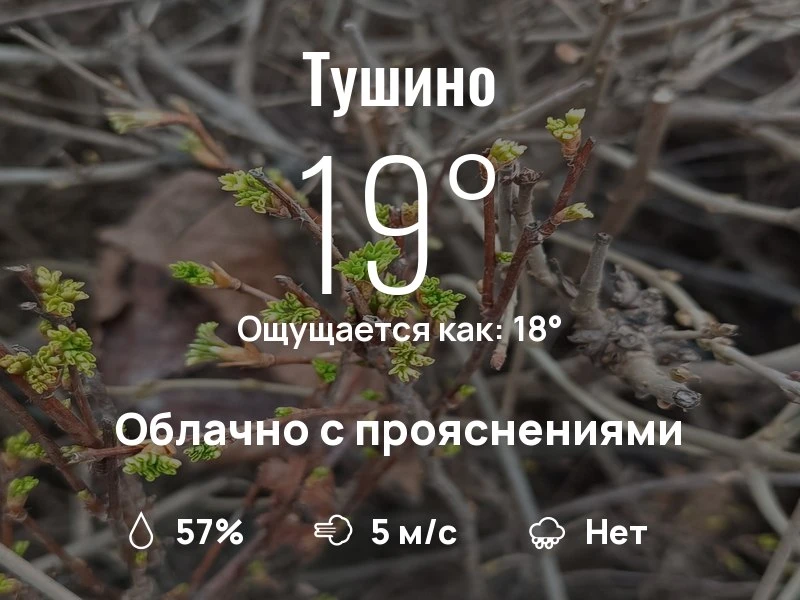 Что с погодой в Тушино?