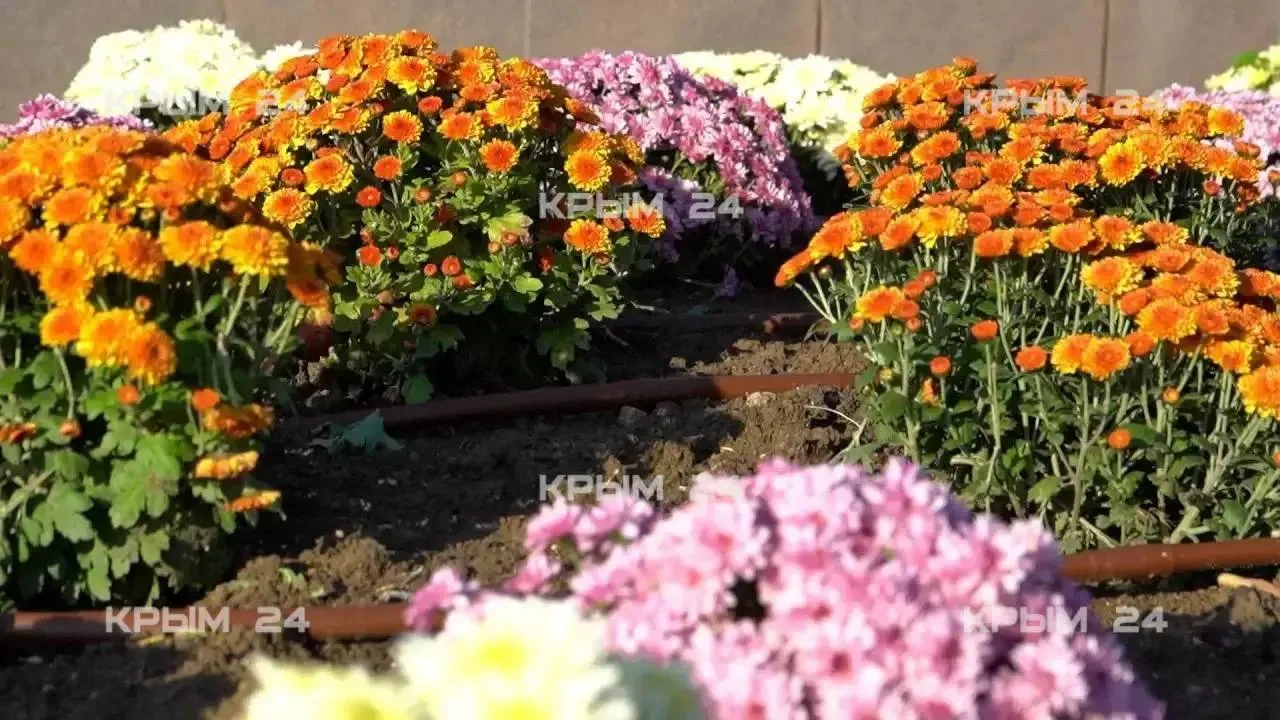 🌸 На набережной Феодосии высадят около двух тысяч хризантем и многолетников