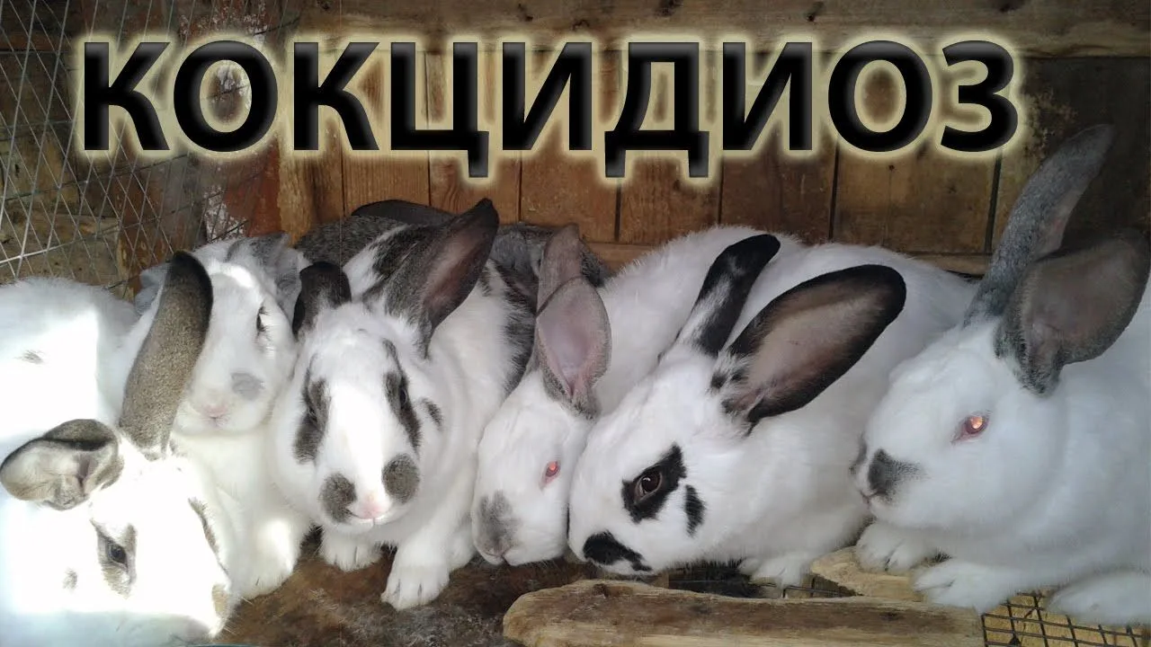 Возбудители — простейшие из рода Eimeria. Разные виды паразитируют в разных органах: од...