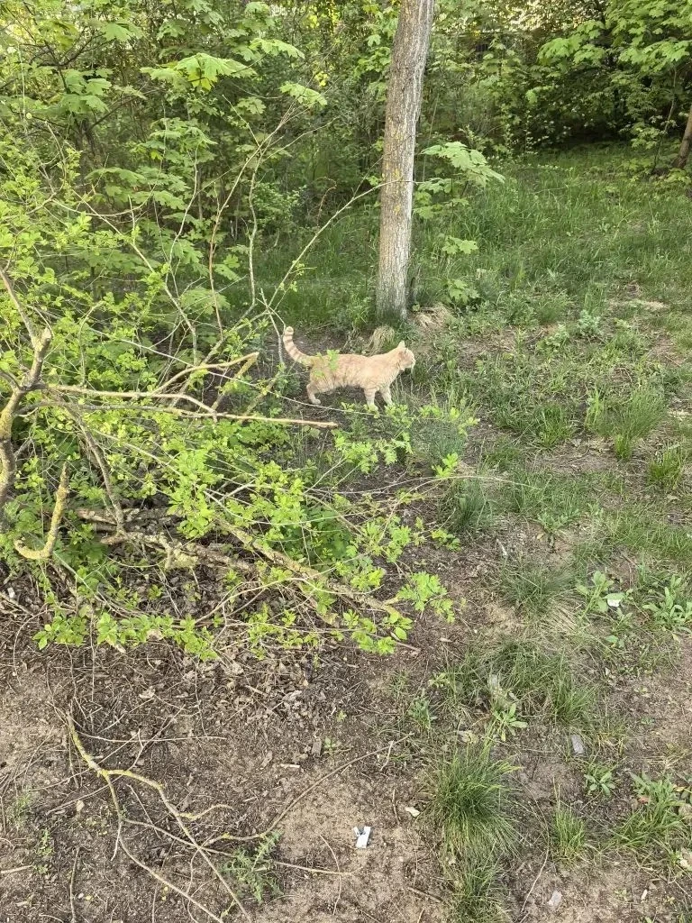 Так жаль котика😢  Гуляла с собакой и увидела бедолагу. Травмированный котик на 3 лапках, на четверто