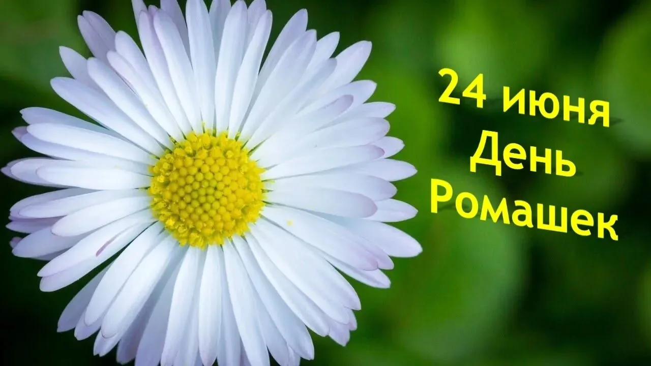 🌼 День ромашек — 24 июня! 🌼
Ромашка — такой простой и такой родной цветок: в нём и чистота, и искр