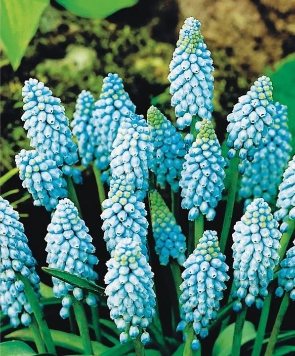 МУСКАРИ🌿

Невысокое луковичное растение с узкими листьями и соцветиями синих, голубых или белых цве
