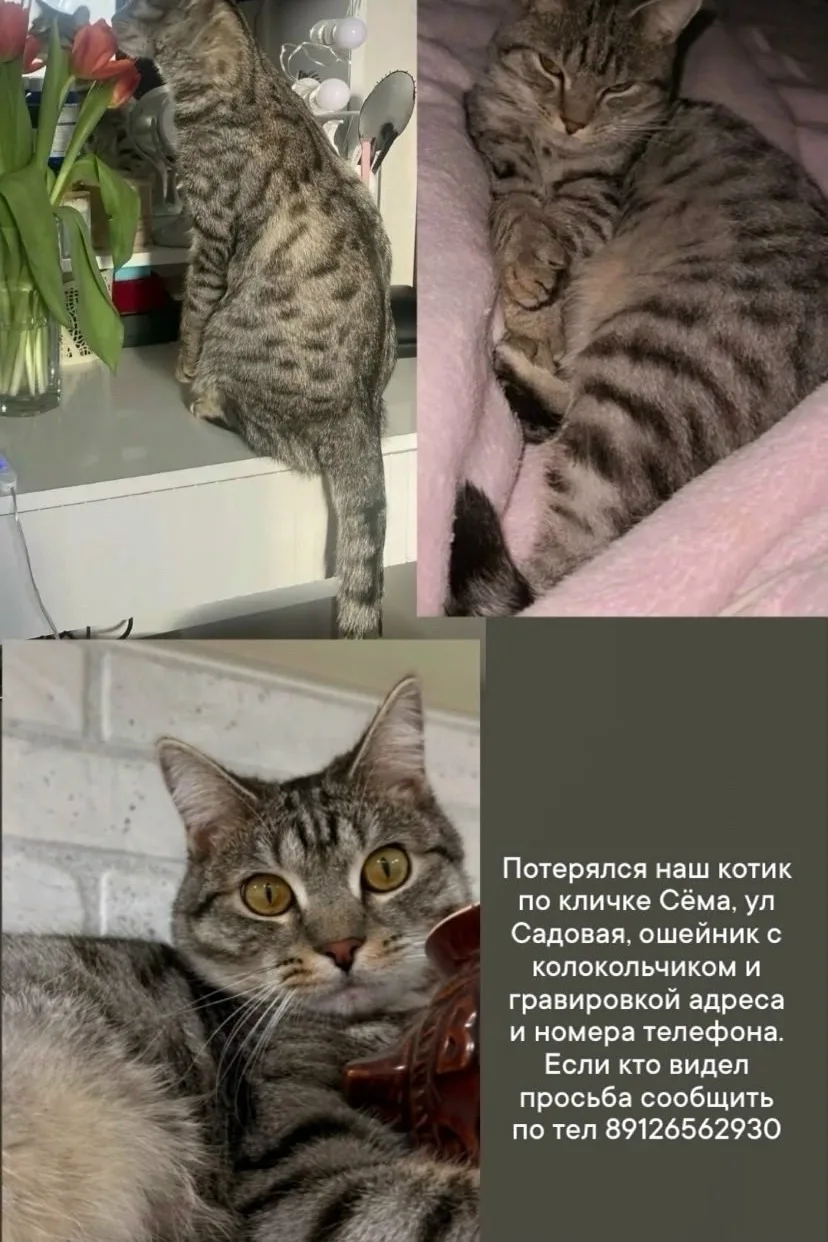 ‼️ Потерялся любимец семьи в районе Садовой. Владелец готов выплатить вознаграждение в ...