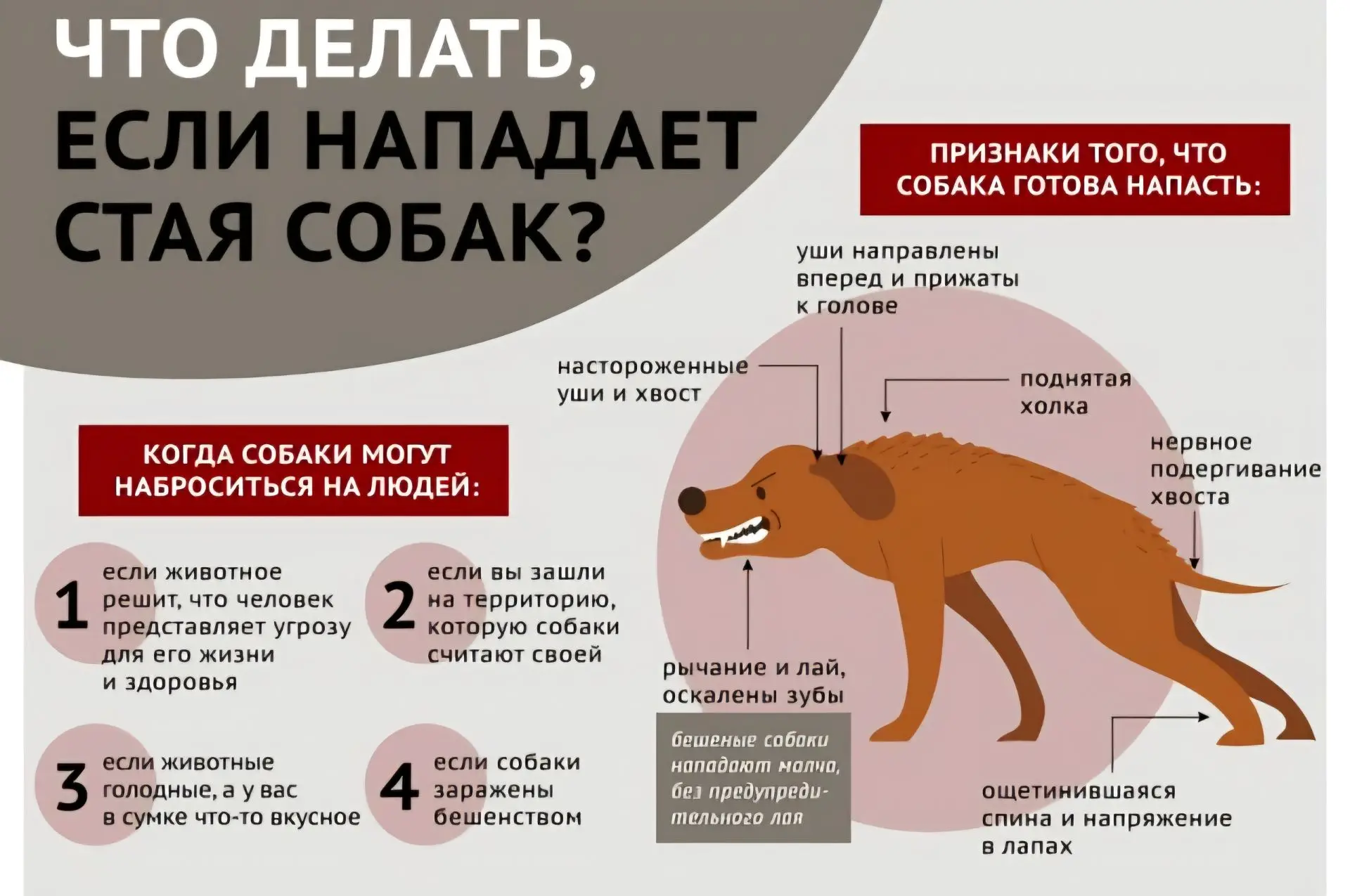 🐕Советы по защите от бездомных собак