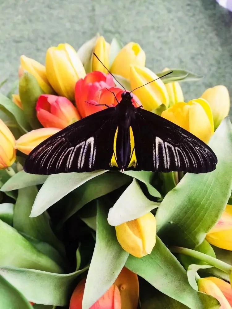 🦋Бабочки в ст. Полтавской!
 
В музее истории ст. Полтавской 
с 12 июня по 21 июня пройдёт выставка 