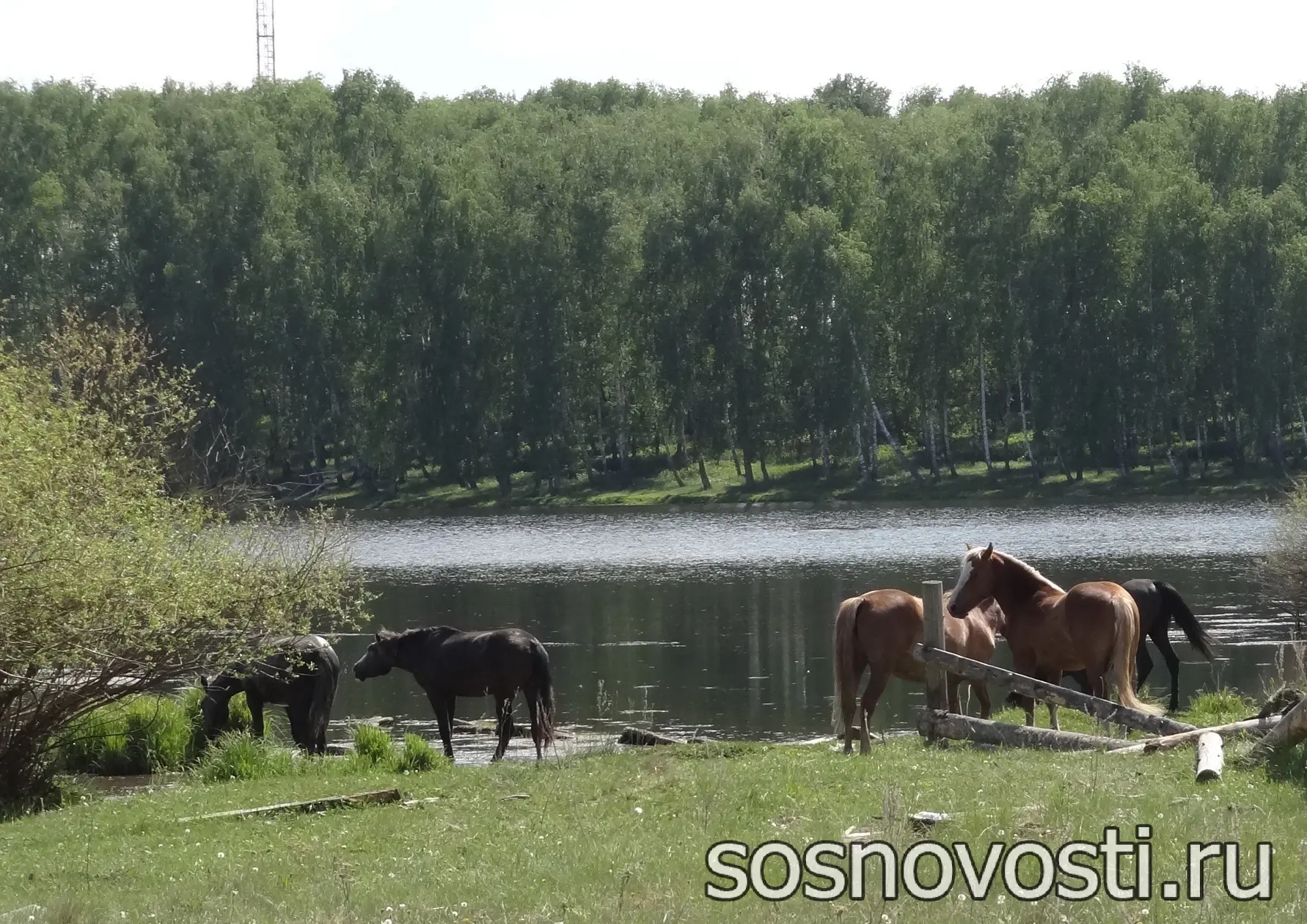 🐎 Сухую и теплую погоду сельчане ожидали, если слышали сильный стрекот кузнечиков вече...