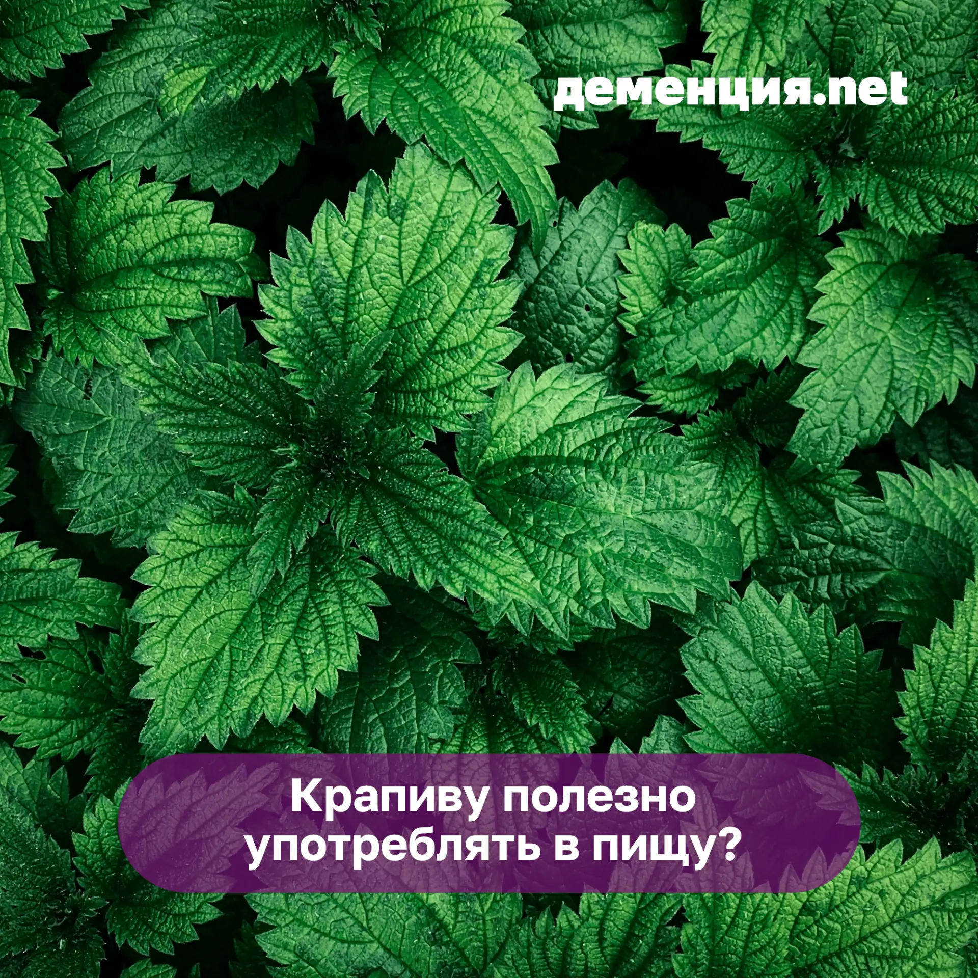 Вы знаете, что крапиву можно и нужно есть? Вы без проблем сами найдете рецепты с крапивой, а мы расс