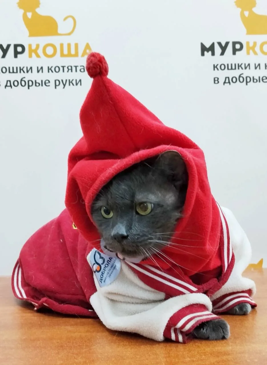Если костюмчик от Добролап на Бегемоше — не самое милое, что можно сегодня увидеть, то ...