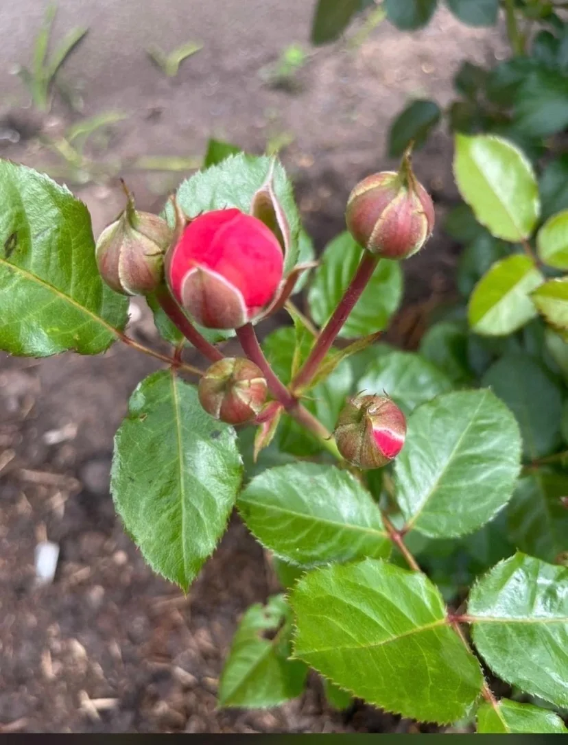 Хәерле иртә!