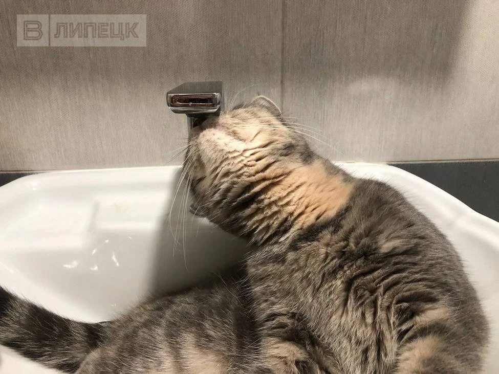 💧 У кого в Липецке временно не будет воды 3 октября из-за планового отключения с 10:00: