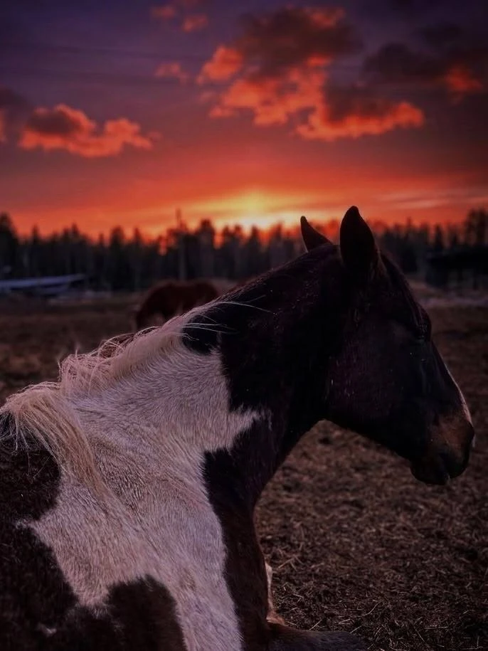 Завораживающие фотографии с прогулки конного клуба в Поварово 😍  На снимках идеально всё — закат, ло