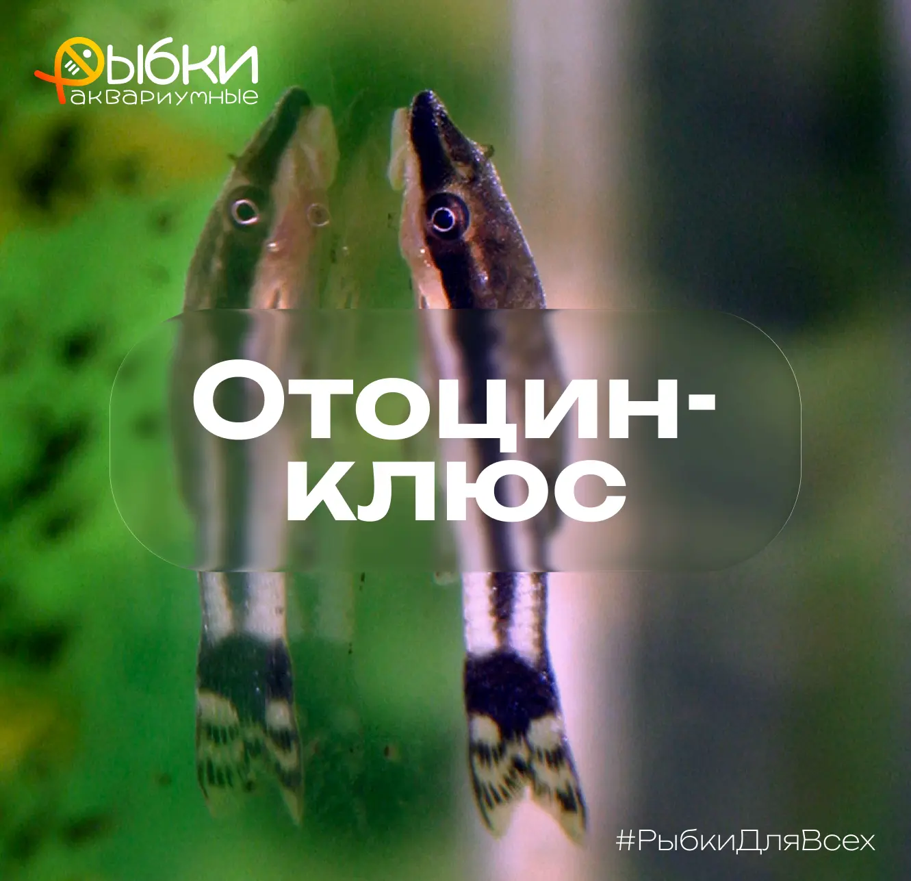 СОМнений нет, Сом Отоцинклюс — рыбка интересная!

Ловите 3 факта об этих крошечных чистильщиках, кот