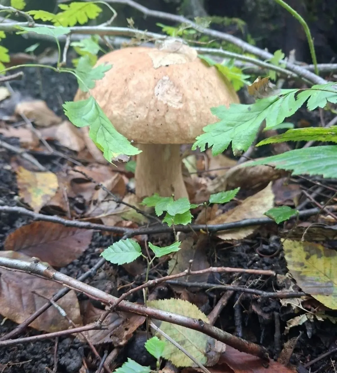 🍄 В лесу — множество разных грибов