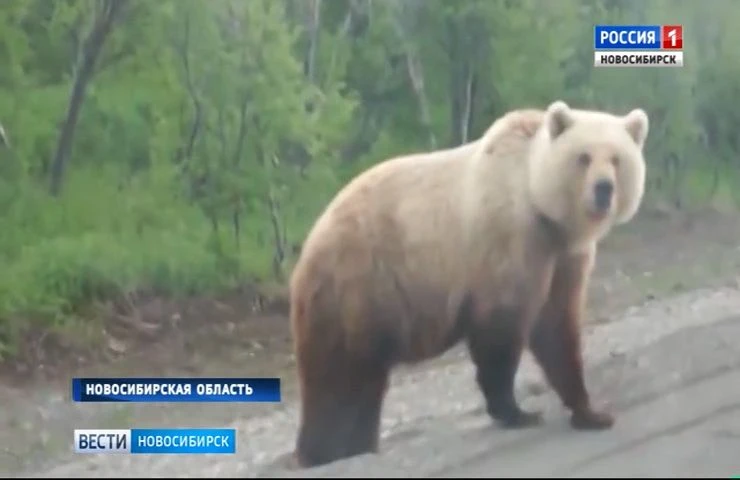 В 2026 году медведи выходили к людям в Колыванском, Болотнинском, Каргатском, Ордынском...