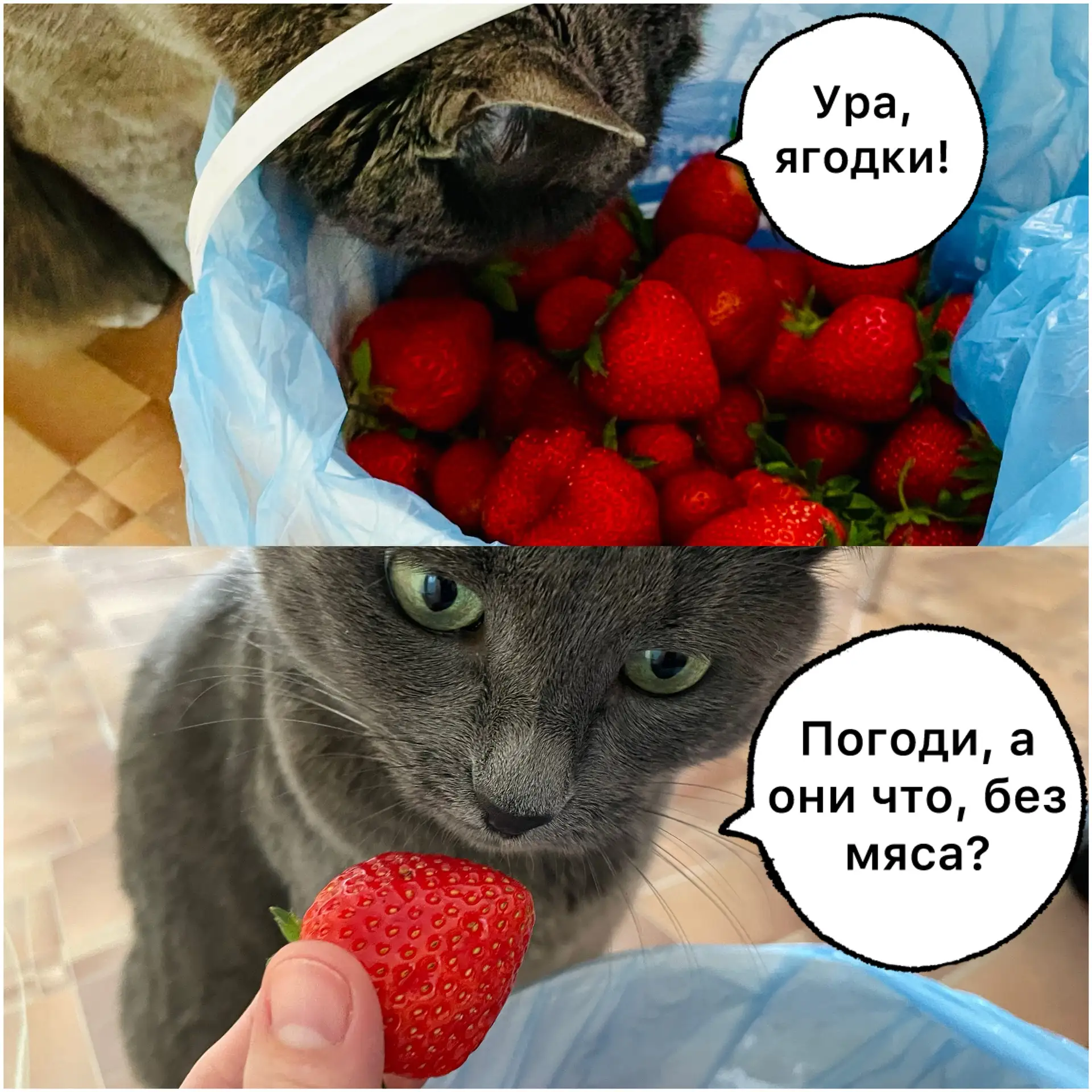 Ешь сама 😾