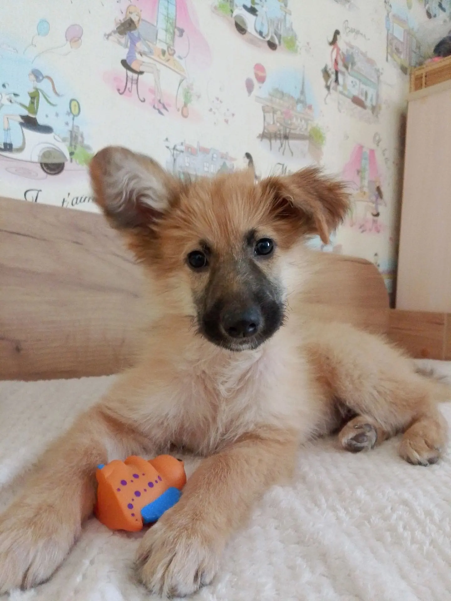 Ищем дом🏡 и любящих хозяев для Лолы. Девочка, возраст 2-3 месяца. Ласковая, активная и...