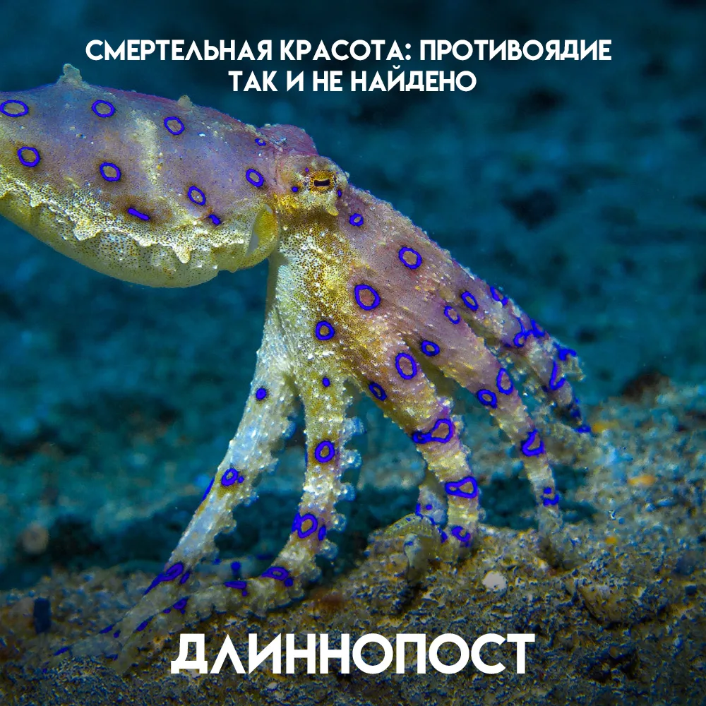 Самый красивый осьминог в мире — самый опасный. Синекольчатый моллюск длиной 10 см несё...