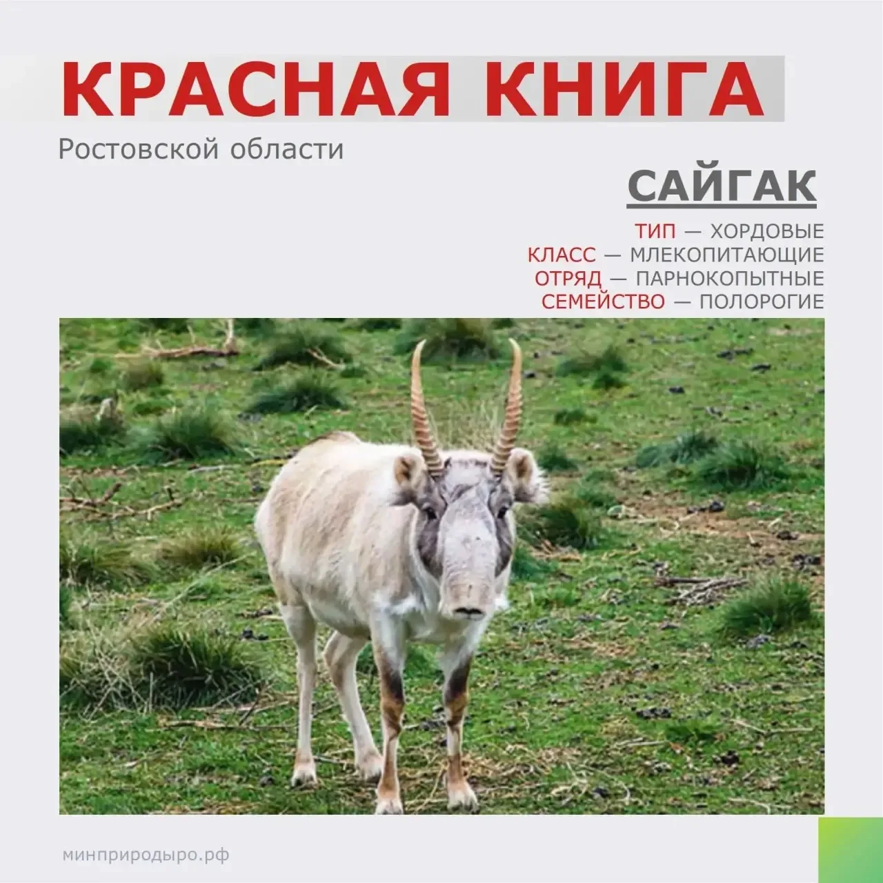 📕 Рубрика «Красная книга Ростовской области»!