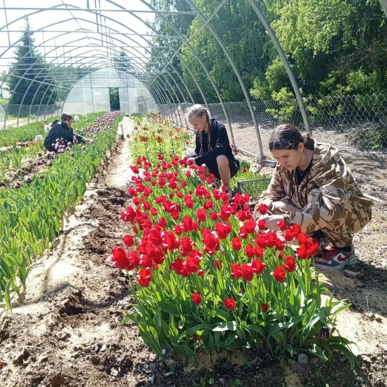 🌱Молодёжь в деле!

Летние трудовые будни в лесном селекционно-семеноводческого центре «Вилга» идут 