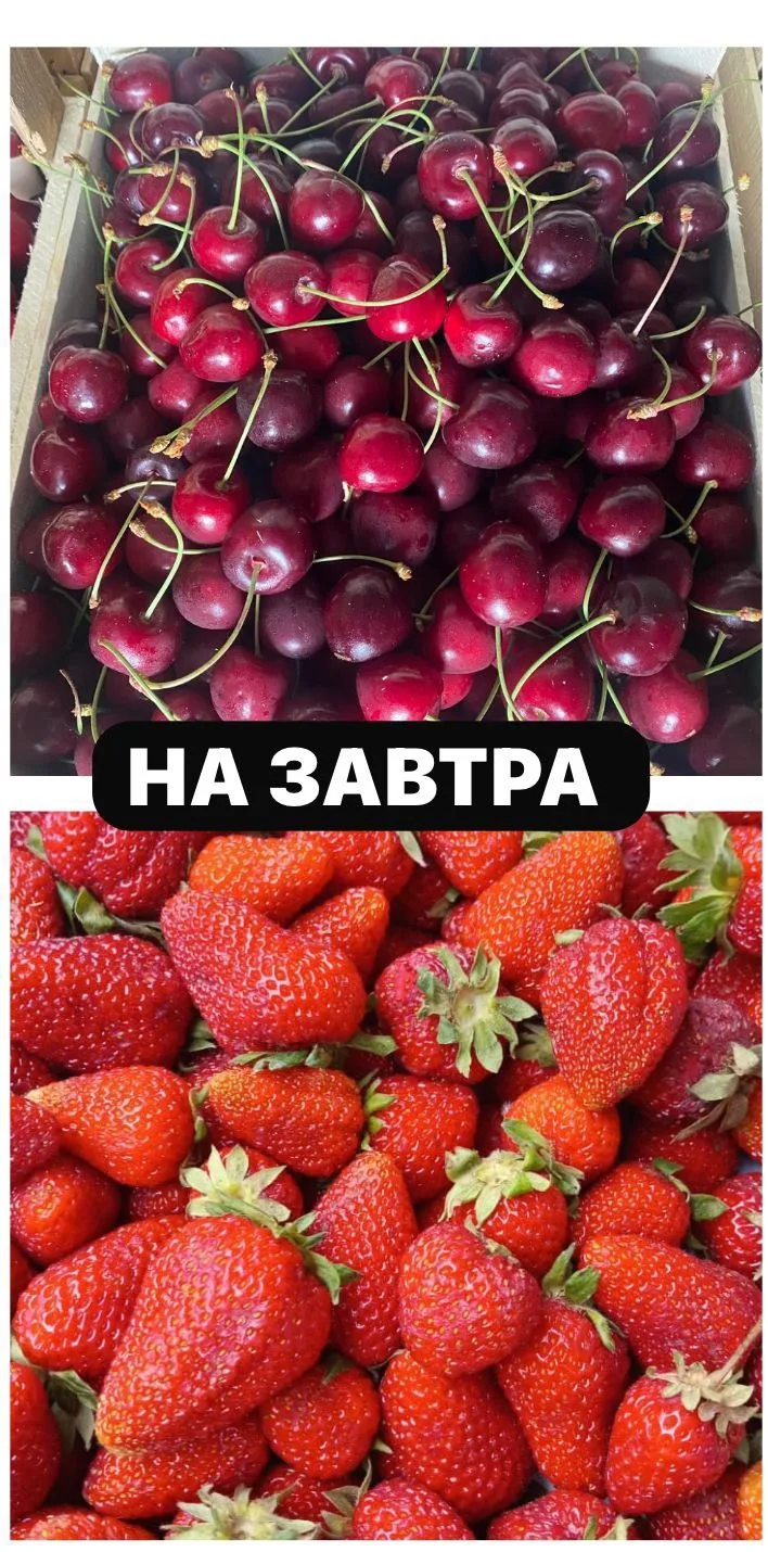 🍒 ЧЕРЕШНЯ 2500 руб за 🪣 ( 3 литра )* ~2 кг свободных 2️⃣ 🍓 *КЛУБНИКА 2500 руб за 🪣 ( 3 литра )* своб
