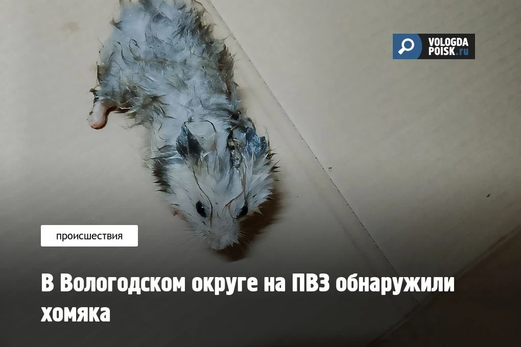 В поселке Сосновка Вологодского округа на пункте выдачи заказов сотрудники обнаружили х...