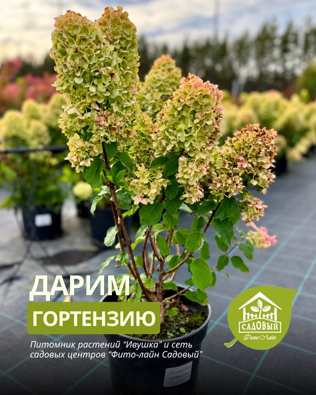 🌿 Дарим королеву осеннего сада!
