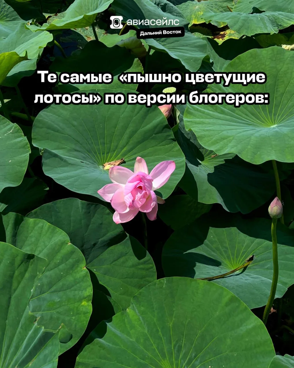 НАШИ ЛЮБИМЫЕ БЛОГЕРЫ НАМ ВРУТ 🤡