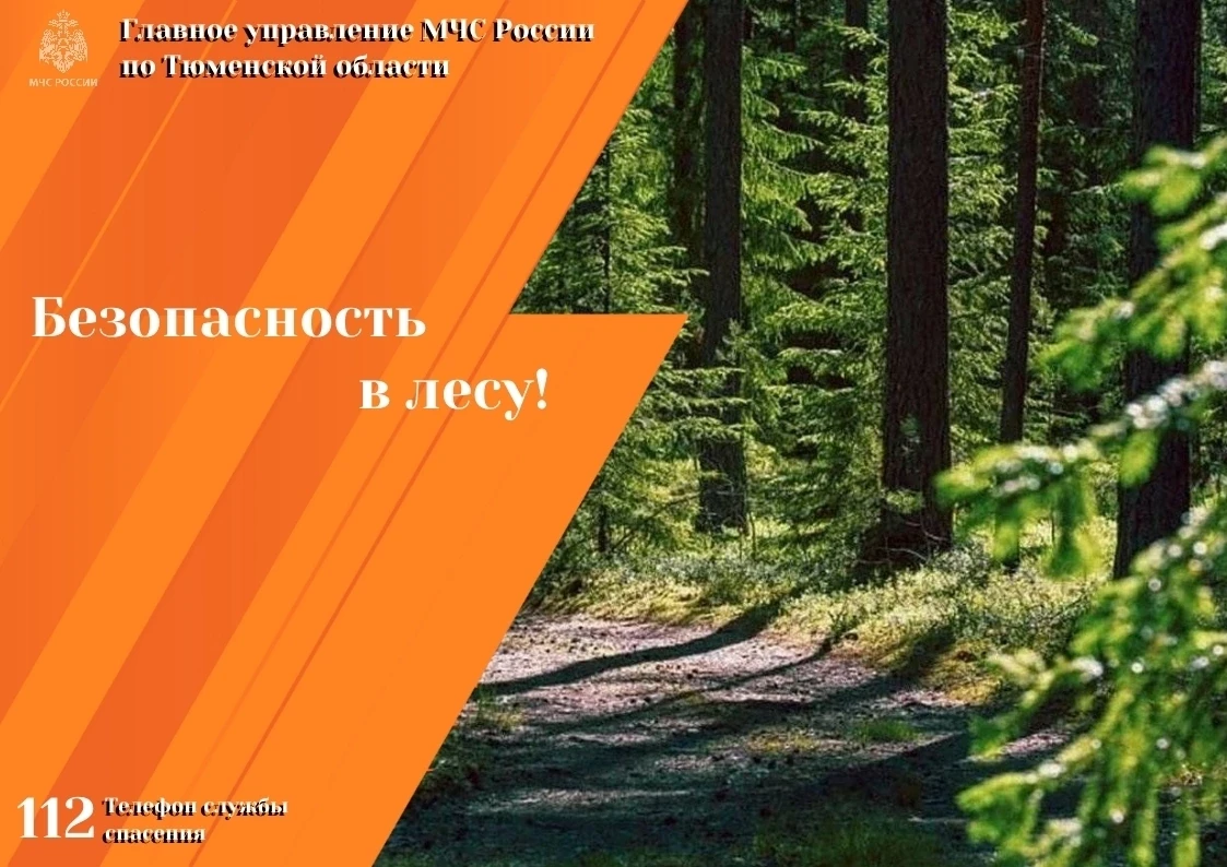🌲 Безопасность в лесу