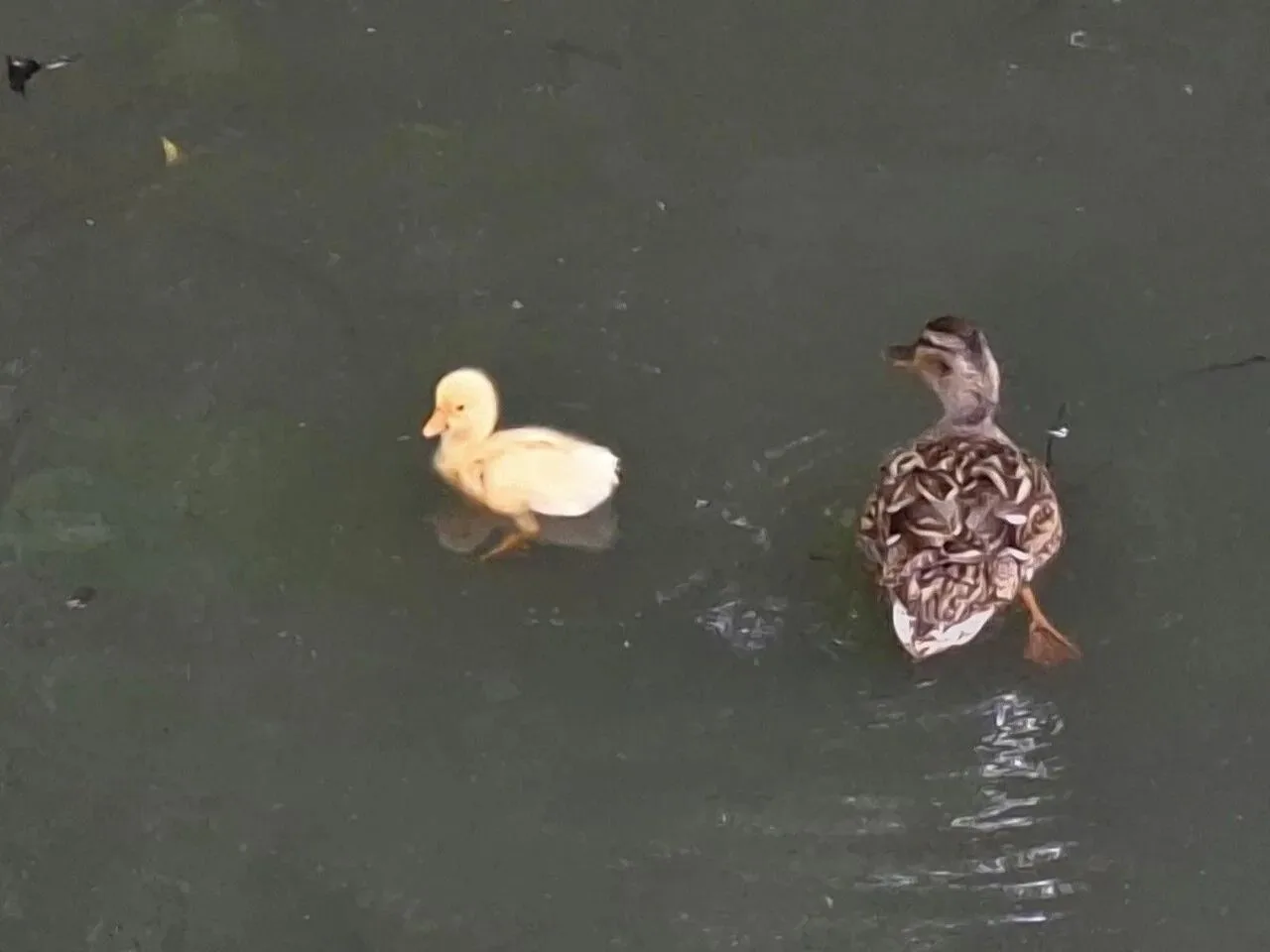🦆 Выводок уток заметили в сквере Бабушкинского