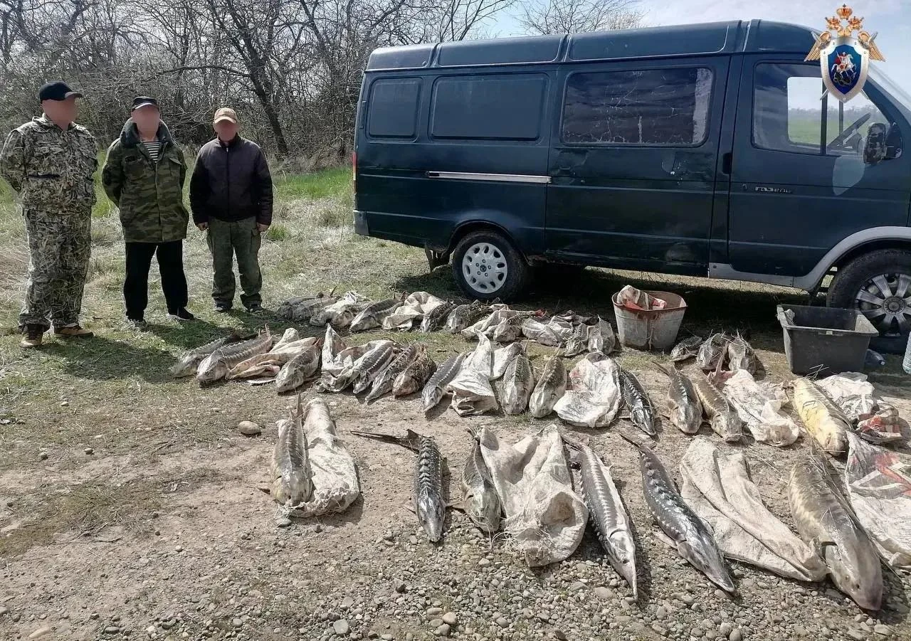 🐟 Шесть жителей Приморско-Ахтарского района получили реальные сроки за незаконный выло...