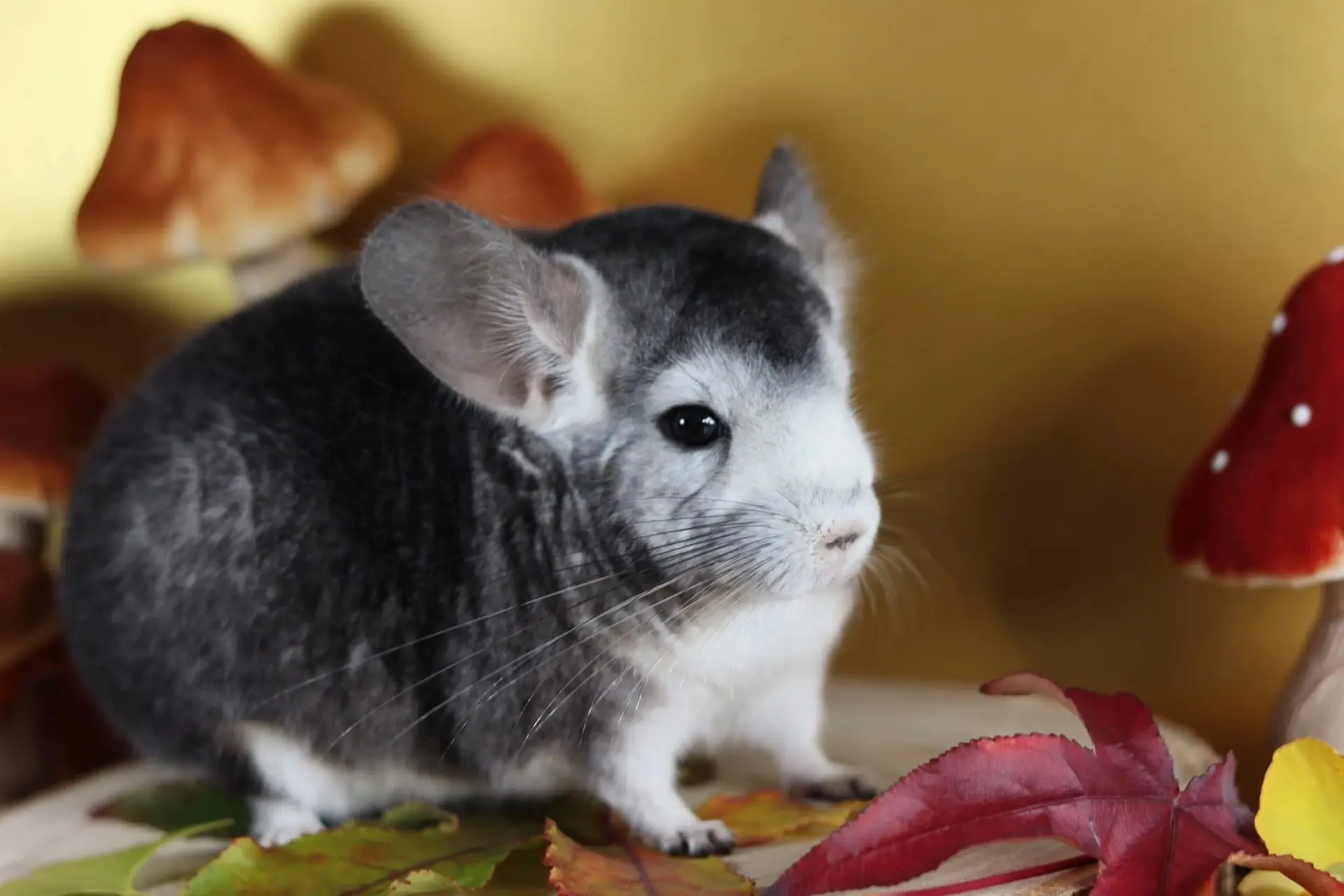 С началом осени, шиншилломаны!🍁