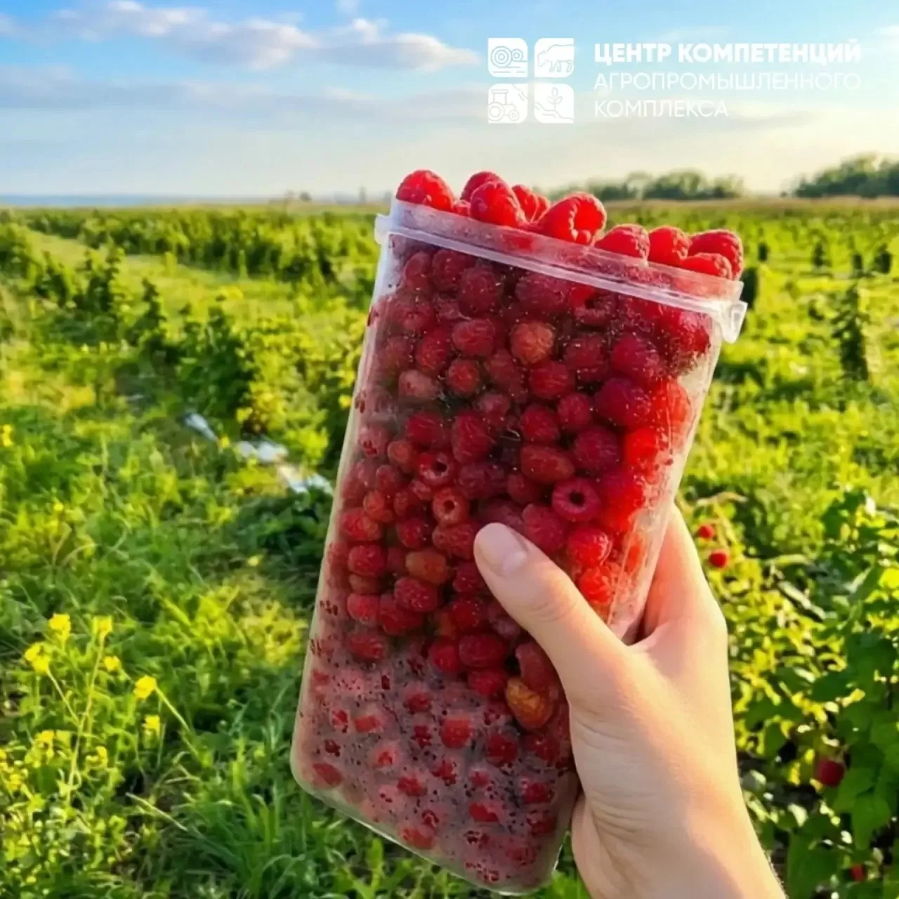 🍓 Участник проекта «Сельское лето»: семейный праздник сбора малины