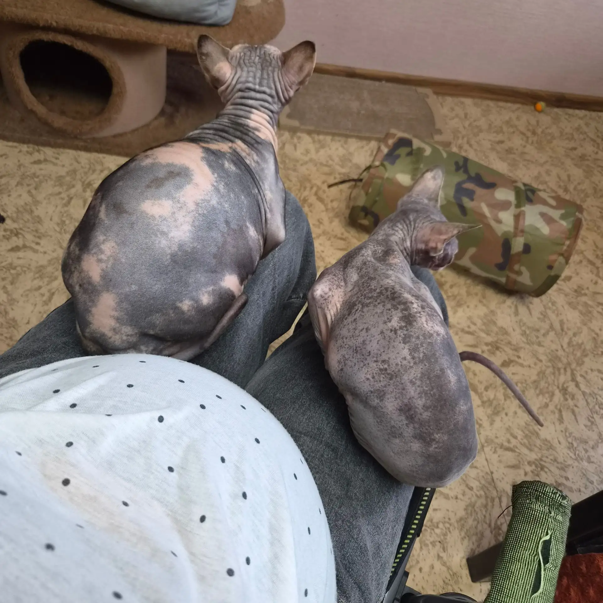 Моя компания