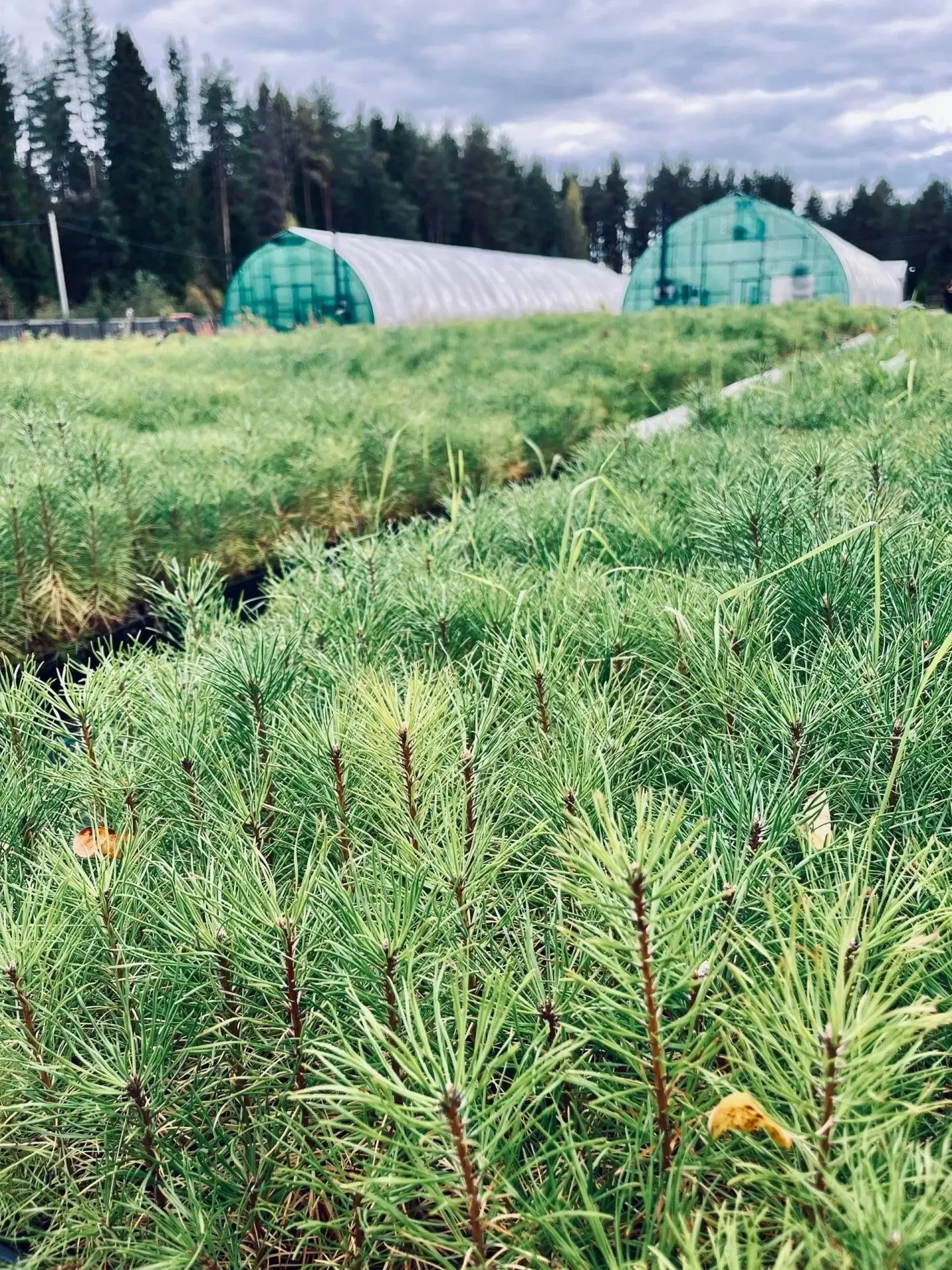 🌿 Экскурсия в питомник: первые шаги в профессии! 🌿