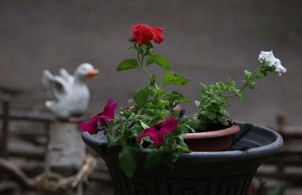 Почему посадку цветов во дворе нужно согласовывать с соседями 🌷🏡