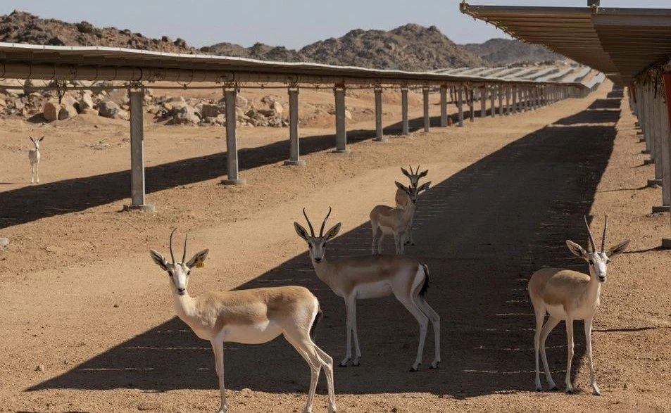 🇸🇦 38 РЕДКИХ ГАЗЕЛЕЙ ПОСЕЛИЛИ СРЕДИ СОЛНЕЧНЫХ ПАНЕЛЕЙ