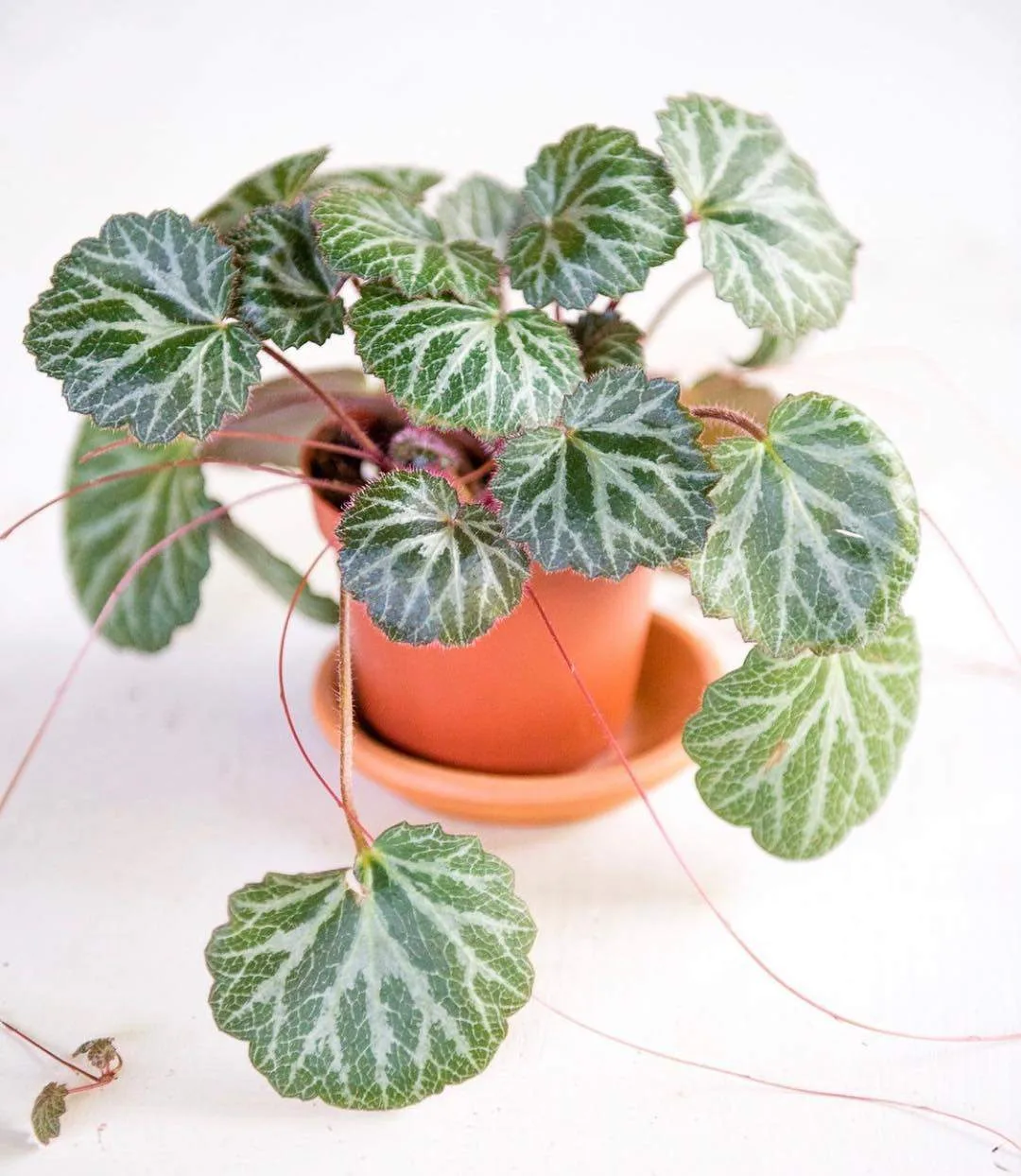 🌿 Камнеломка (Saxifraga stolonifera) часто остается в тени более популярных комнатных ...