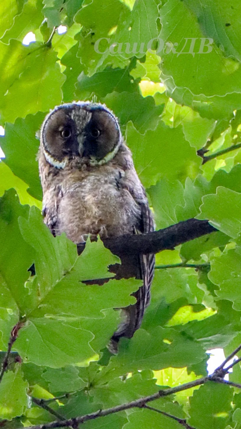 Оказывается у нас в парке живут совы🦉😍

#СашОкДВ
