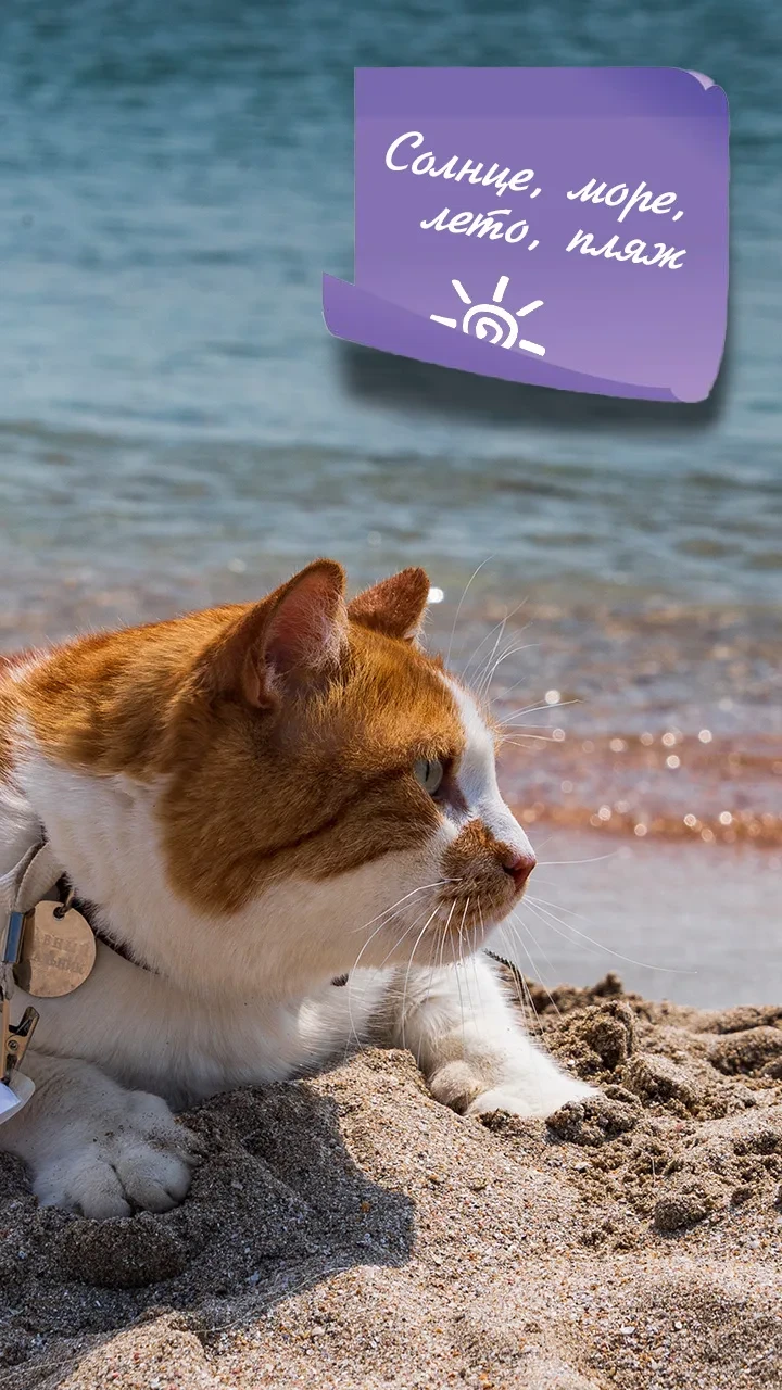 😻У меня для вас прекрасные новости: сегодня – лето, завтра – лето и даже через месяц –...